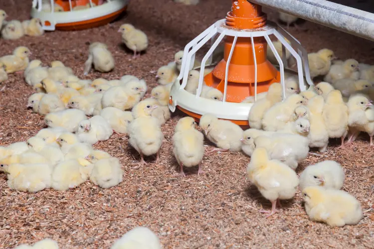 baby chicks in a brooder