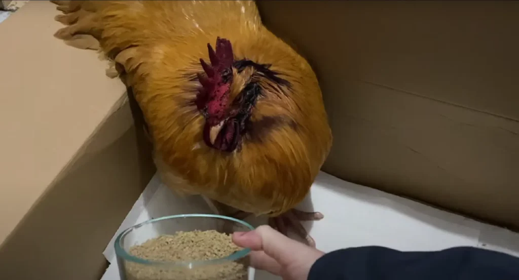 caring a wounded rooster