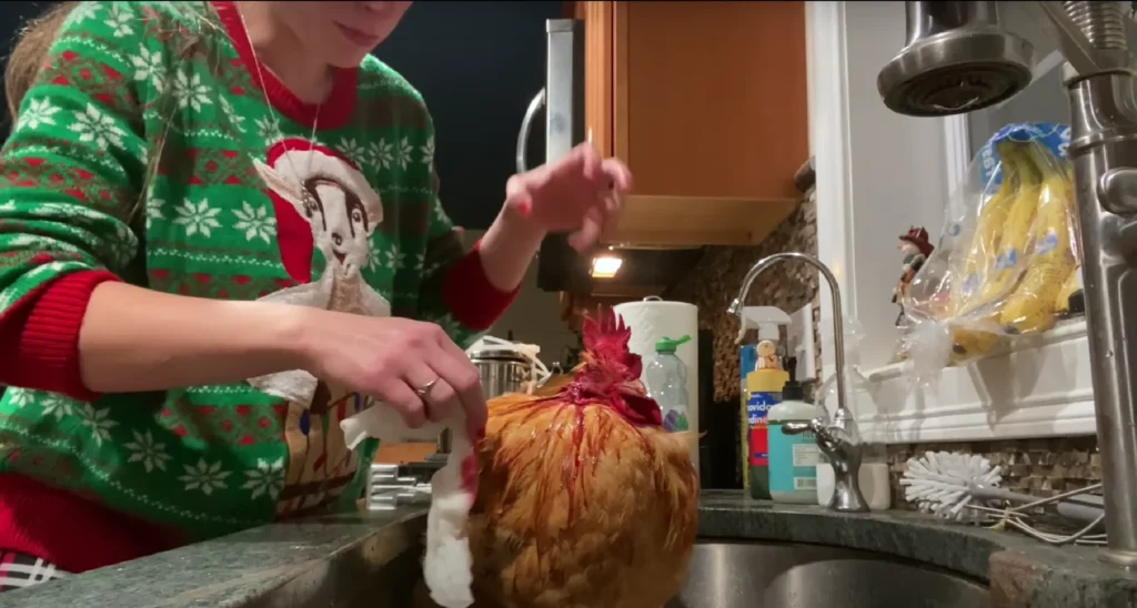 cleaning the bandage of the wounded chicken