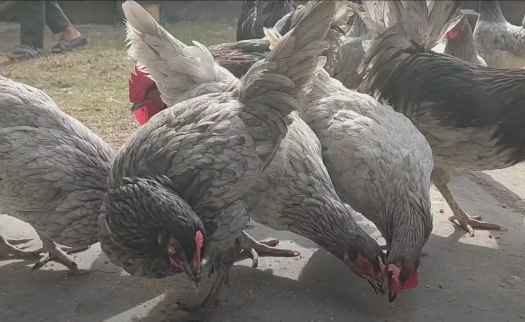 feeding Blue Australorp chickens