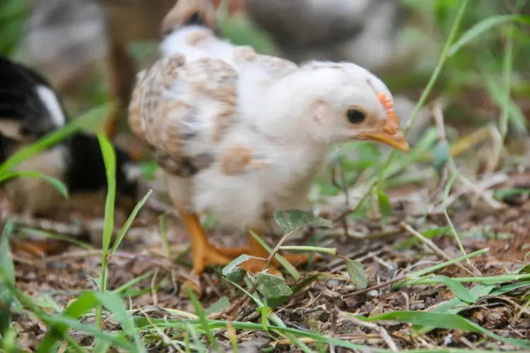 2- to 3-Week-Old Chick in the farm