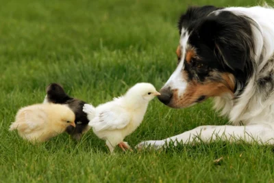3 Top Livestock Guardian Dogs for Chickens