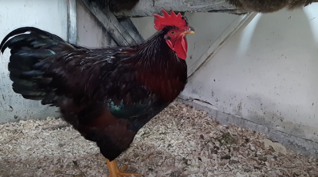 A Partridge Rock Rooster Breed