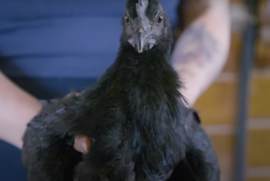 Black Diamond Chicken A Comprehensive Breed Insight