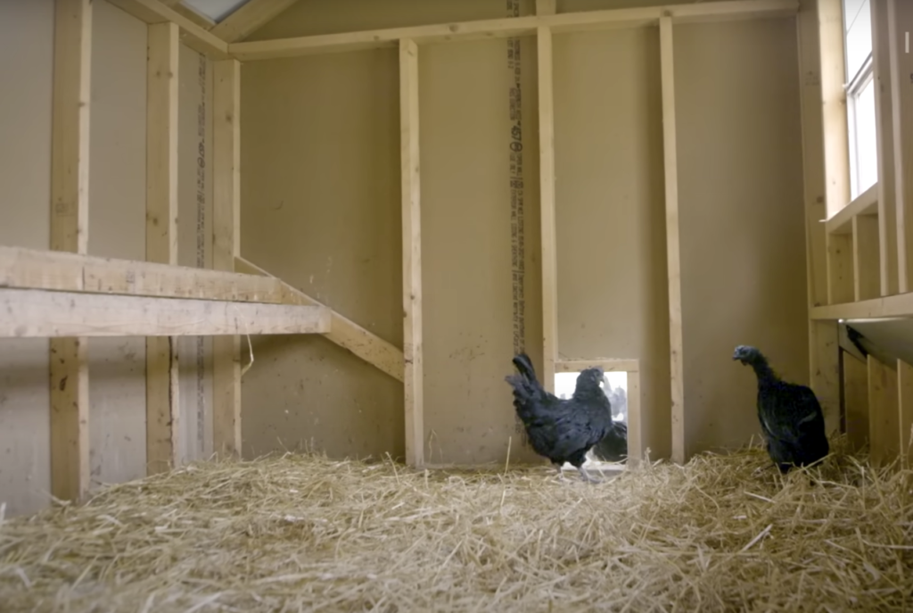 Black Diamond Chickens inside the coop