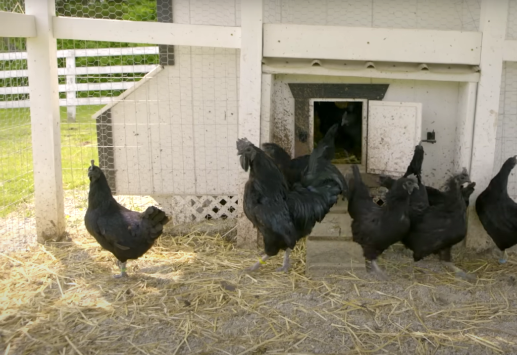 Black Diamond Chickens outside the coop