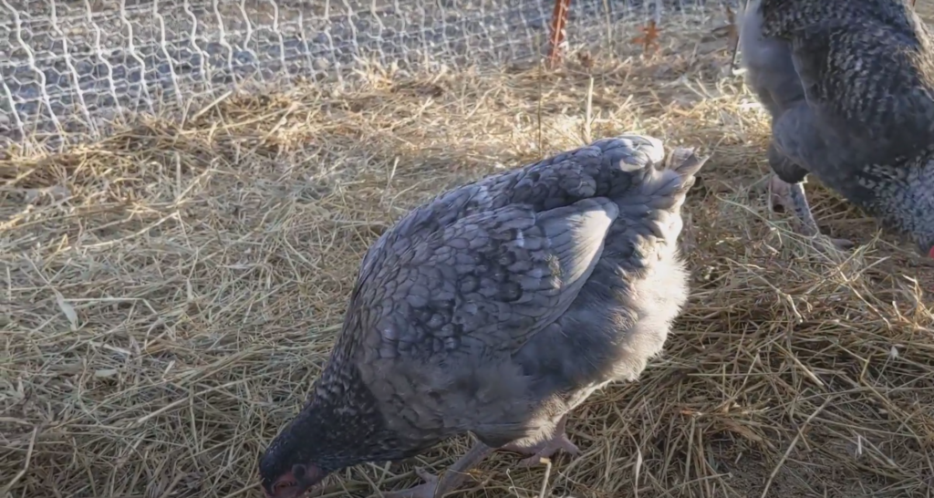 Blue Cuckoo Maran Chicken in the farm
