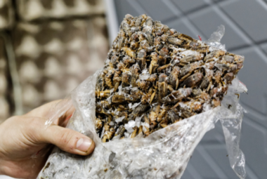 Do Chickens Eat Crickets Everything You Need to Know