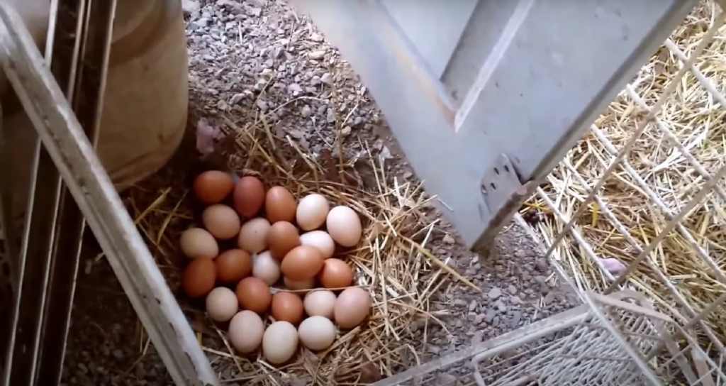 Golden Cucko Marans Dark Brown Eggs
