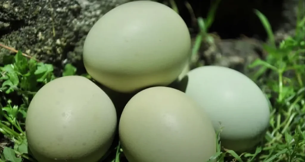 Isbar Chicken' green eggs