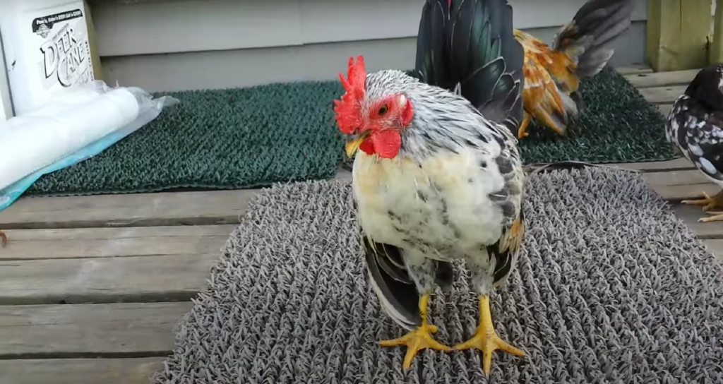 Kikiriki Chicken Rooster