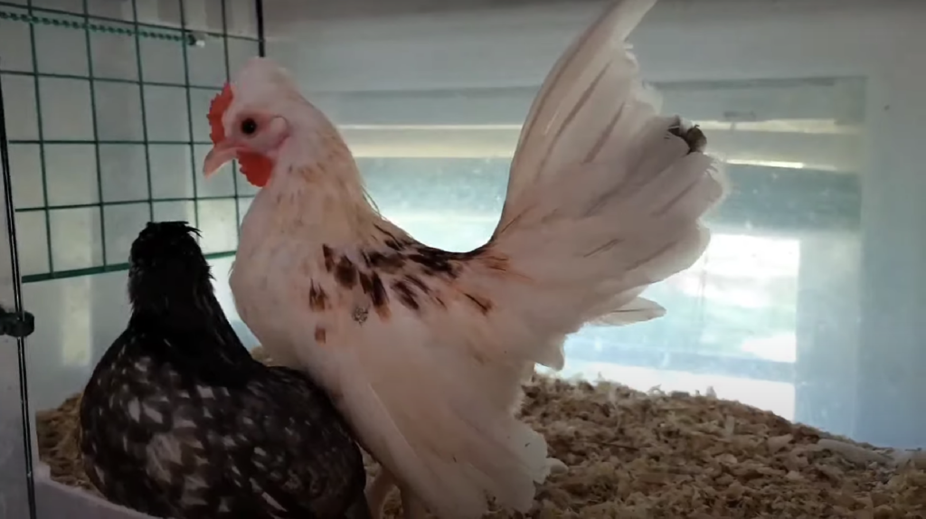 Kikiriki Chickens inside a cage