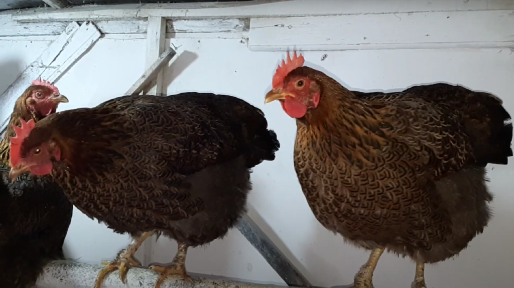 Two Partridge Rock Hens in a the coop