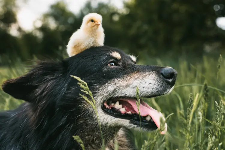 a chick on the head of a dog