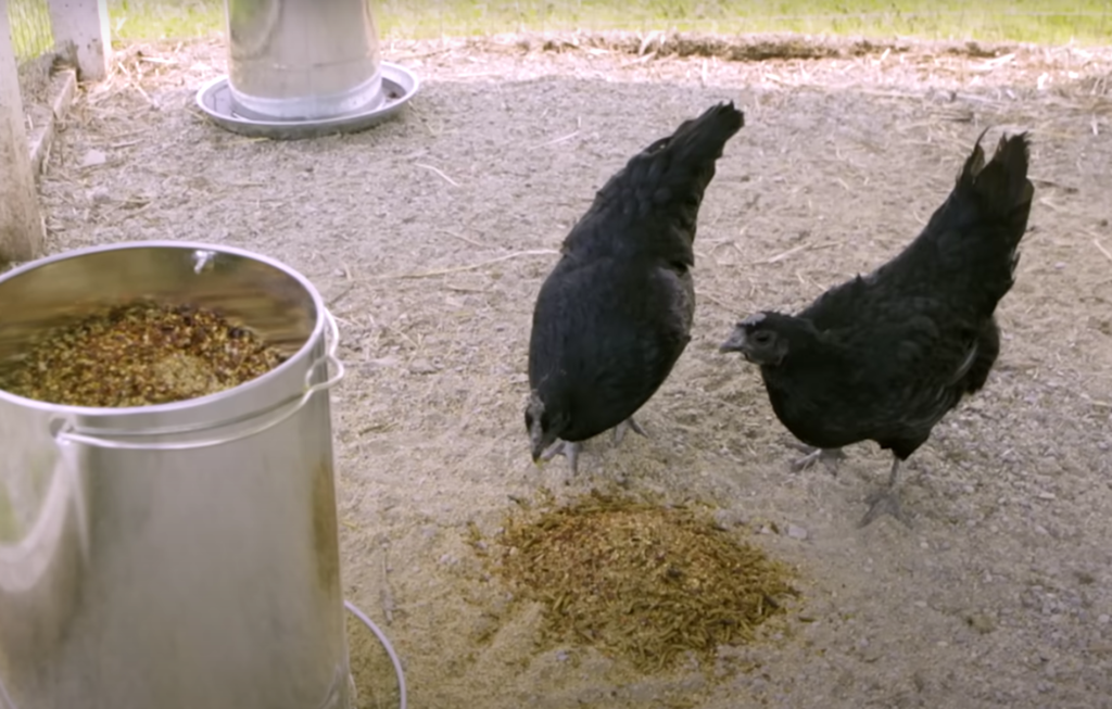 feeding Black Diamond Chickens