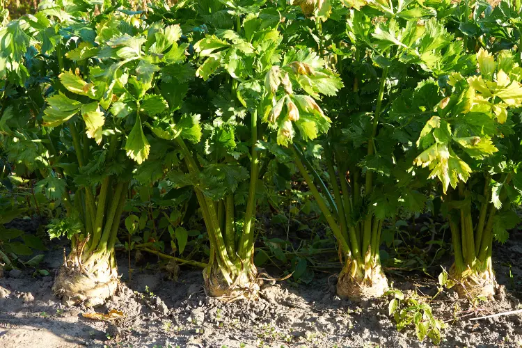 root celery plants growing