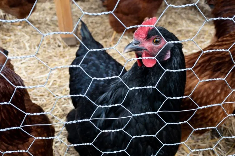 Black Jersey Giant hen inside the coop