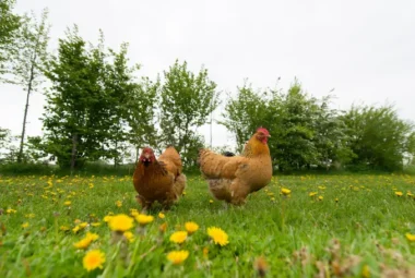 Can Chickens Eat Dandelions Exploring the Benefits of Nature's Chicken Feed