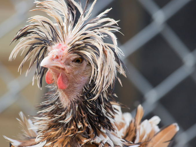 Explore 8 Of The Most Hilarious Funny Looking Chickens Ever!