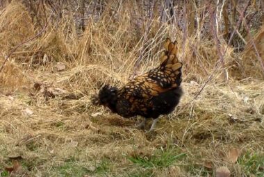 Gold Polish chicken foraging in field
