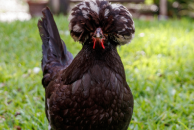 Polish Chicken Breeds Discovering Their Unique Characteristics