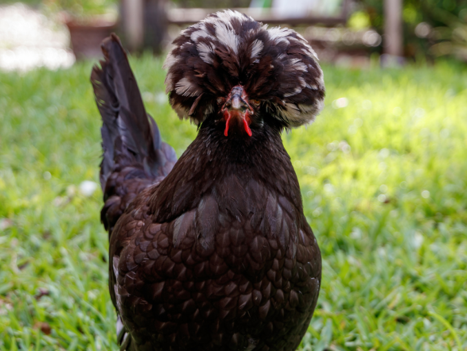 Polish Chicken Breeds Discovering Their Unique Characteristics