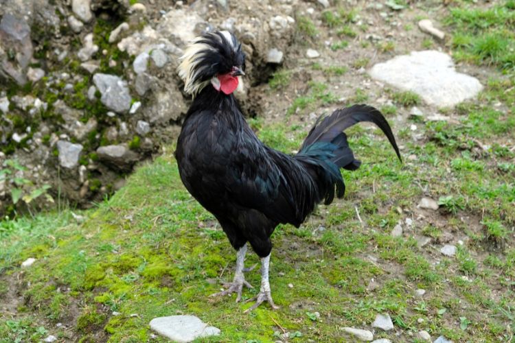 Polish Chicken Rooster