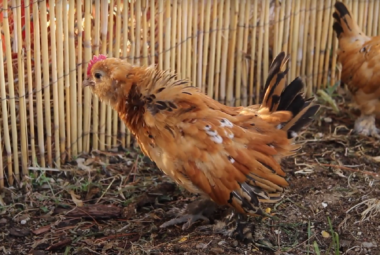 Raising a Mille Fleur Chicken Essential Tips for a Flourishing Flock