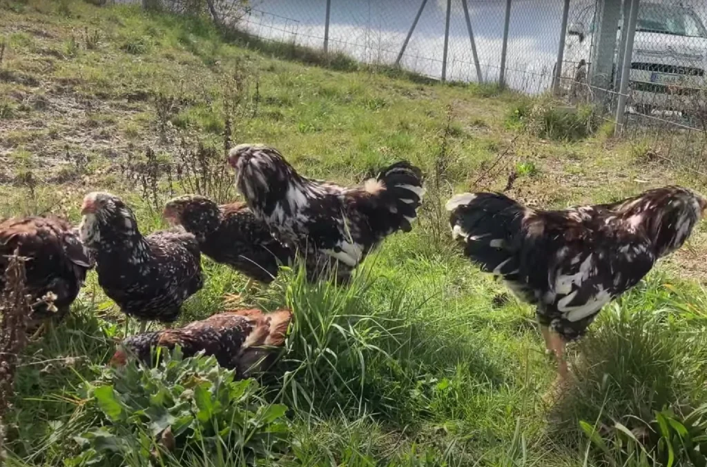 Russian Orloff Chickens in the farm