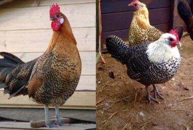 The Campine Chicken Breed Origin, Characteristics, and Care Essentials