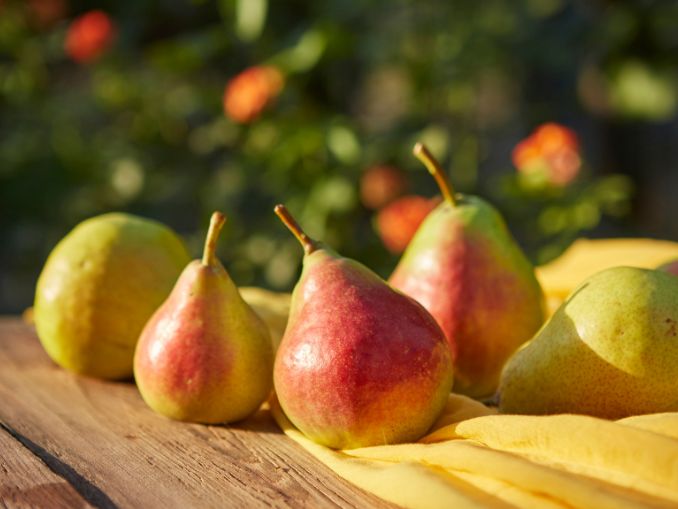 The Surprising Benefits of Feeding Pears to Chickens