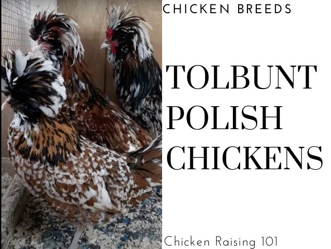Tolbunt Polish Chickens Understanding the Basics Before You Buy