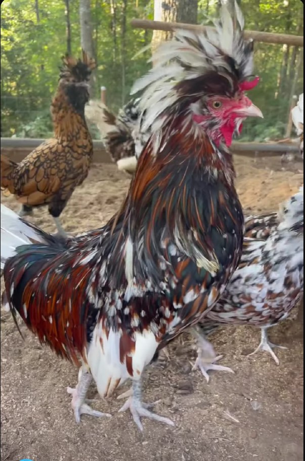 Tolbunt Polish rooster