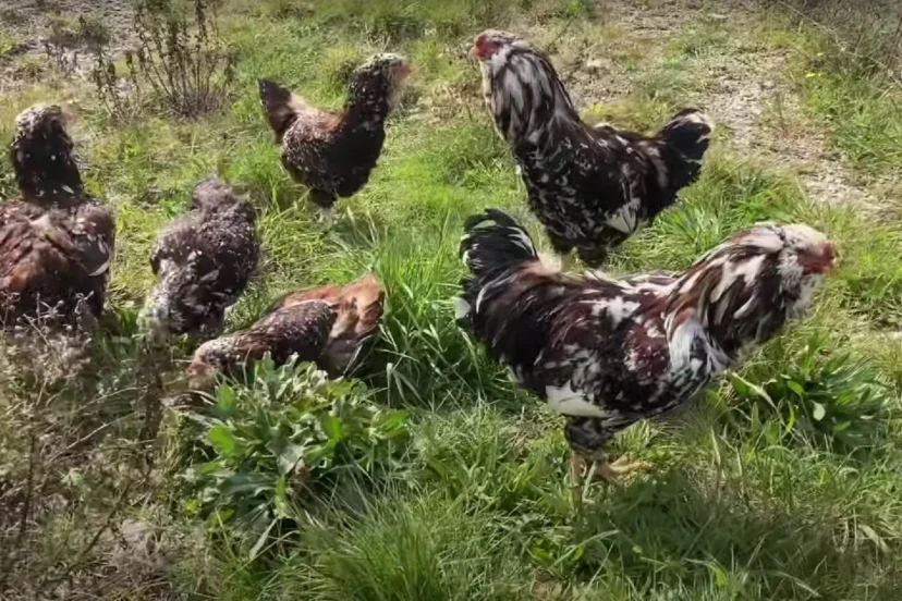 Why Are Russian Orloff Chickens the Perfect Addition to Any Urban Farm