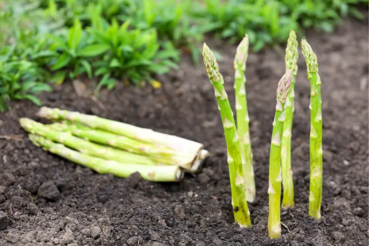 asparagus in the field