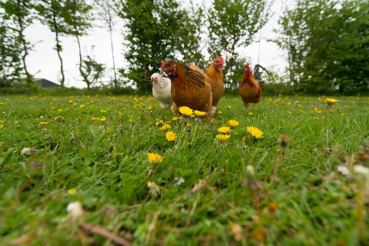 chickens in field with dandelions