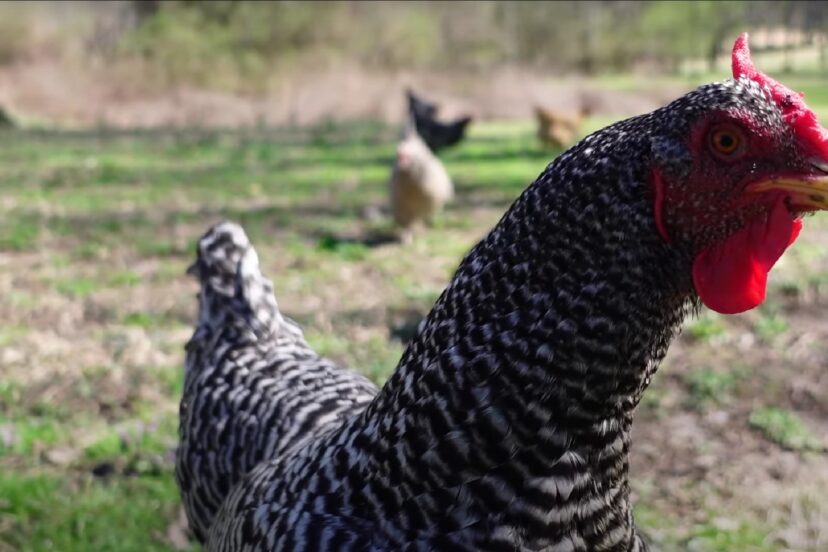 close up look of dominique chickens