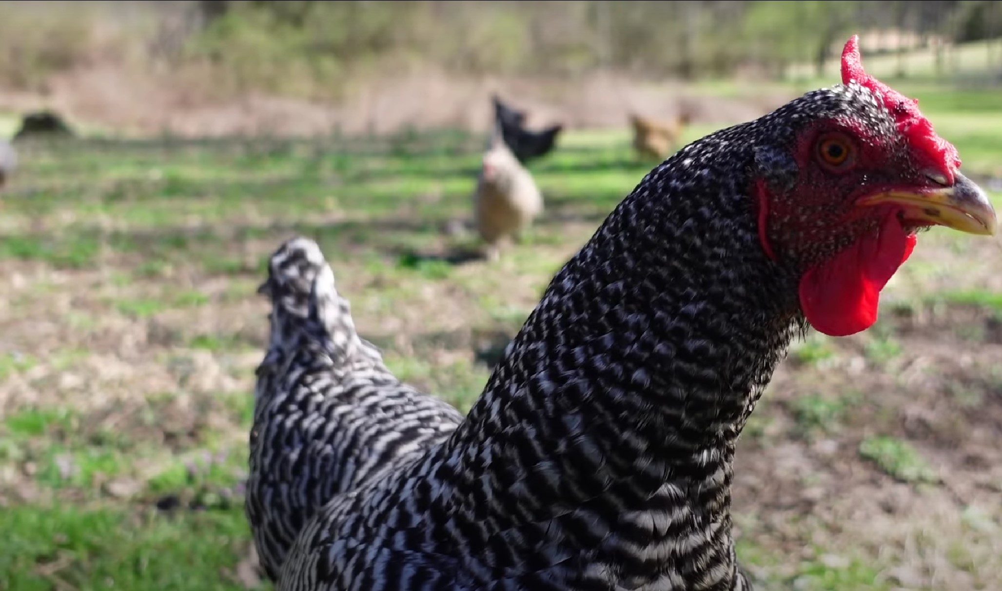 Dominique Chicken Breed Guide: History, Care, and Characteristics