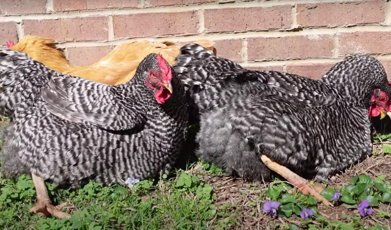 Dominique Chicken Breed Guide: History, Care, and Characteristics