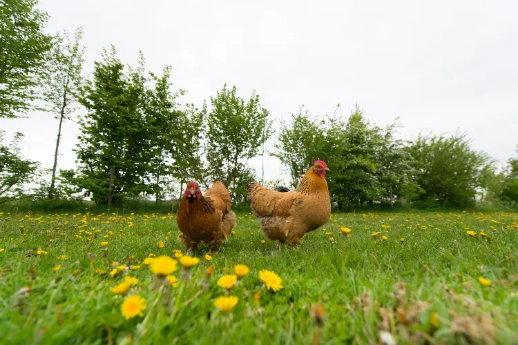 two hens in farm with dandelions