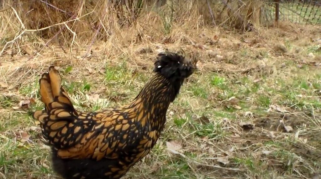 walking golden polish chicken in farm